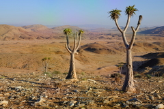 Aloidendron pillansii