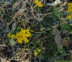 Listia bainesii