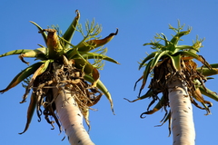 Aloidendron pillansii