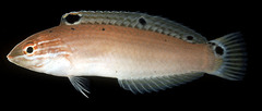 Threespot Wrasse photo 2