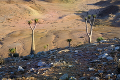 Aloidendron pillansii