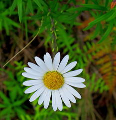 Osmitopsis osmitoides