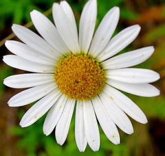 Osmitopsis osmitoides