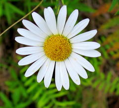 Osmitopsis osmitoides