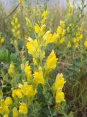 Linaria dalmatica