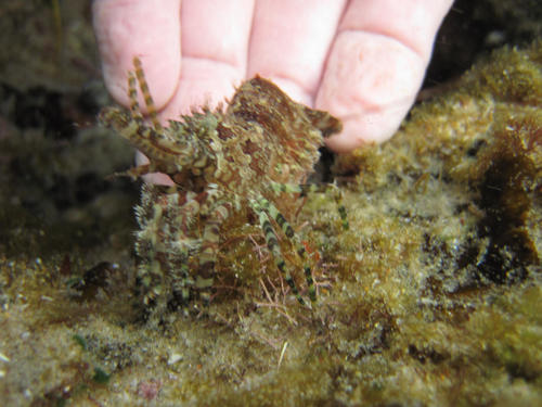 Saron marmoratus