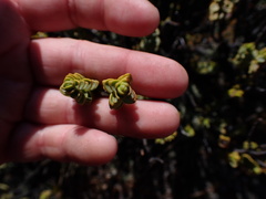 Veronica buchananii