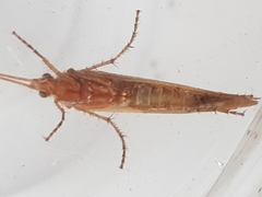 Limnephilus marmoratus