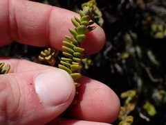 Veronica buchananii