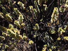 Veronica buchananii