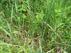 Carex hartmanii