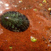 Schrenck's Limpet - Photo (c) 蕭小飄, some rights reserved (CC BY-NC-ND), uploaded by 蕭小飄