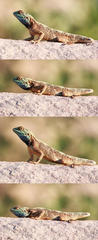 Agama armata