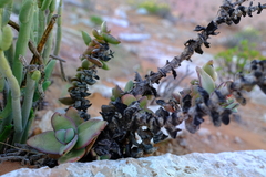 Crassula sladenii