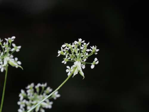 Nothosmyrnium japonicum iNat (2)