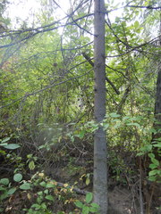 Picea jezoensis jezoensis