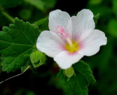 Pavonia columella