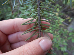 Picea jezoensis jezoensis