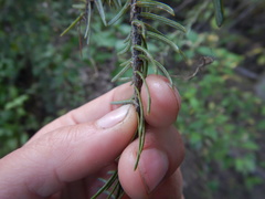 Picea jezoensis jezoensis