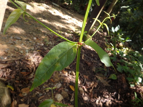 Image of Uncaria gambir by (c) Samuel Lee, some rights reserved (CC BY)