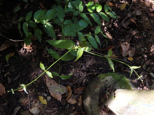 Image of Uncaria gambir by (c) Samuel Lee, some rights reserved (CC BY)