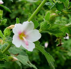 Pavonia columella