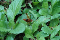 Vespa simillima
