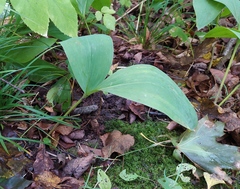 Convallaria majalis