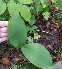Convallaria majalis