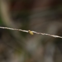 Eulechria hemisphaerica