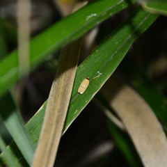 Eulechria hemisphaerica