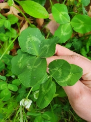 Trifolium repens