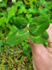Trifolium repens