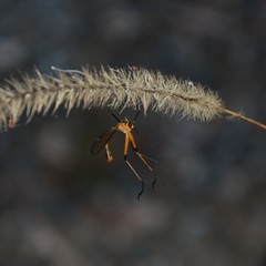 Harpobittacus australis