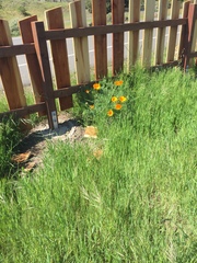 Eschscholzia californica californica