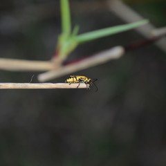 Chauliognathus flavipennis