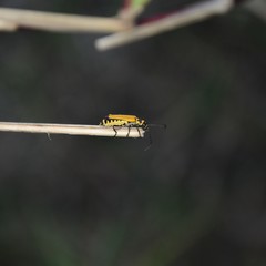 Chauliognathus flavipennis
