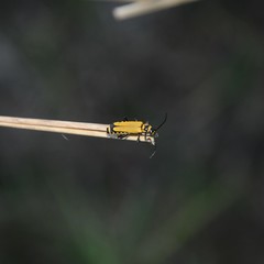 Chauliognathus flavipennis