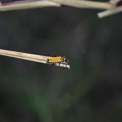 Chauliognathus flavipennis