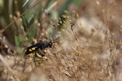 Stizoides tridentatus