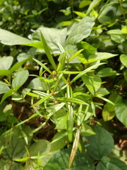 Scleromitrion diffusum