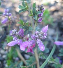 Indigofera nigromontana