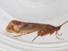 Limnephilus marmoratus