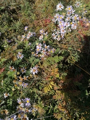 Aster altaicus