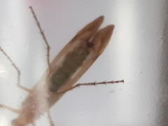 Limnephilus marmoratus