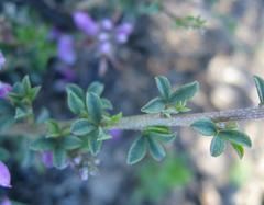 Indigofera nigromontana