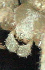 Pararaneus