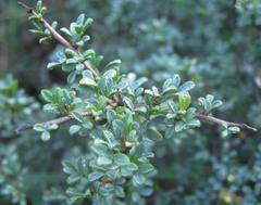 Indigofera nigromontana
