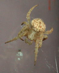 Pararaneus