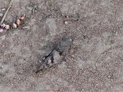 Oedipoda caerulescens